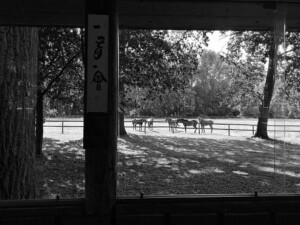 Lovak, akik nem kértek avatást, és teázni sem teáztak, mert nem szeretik a matchát.