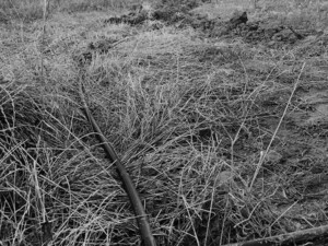 Gergő a csepegtető gombákat teszi be